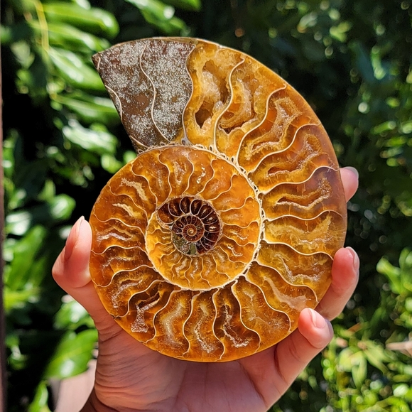 NEW 4.75" x 5.75" MADAGASCAR AGATIZED AMMONITE FOSSIL - Picture 4 of 16